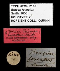 Shelfordia foveata•All Rights ReservedMuseum Label