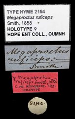 Spathius ruficeps•All Rights ReservedMuseum Label