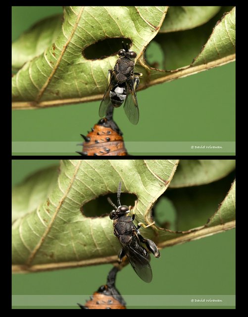 Brachymeria sp. "108f7a33"•&copy; David Wirawan•All Rights Reserved