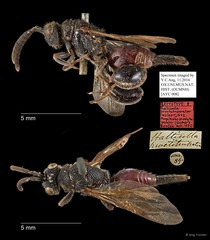 Megalocolus proctotuperator•&copy; Ang Yuchen•All Rights Reserved