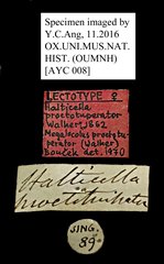Megalocolus proctotuperator•All Rights ReservedMuseum Label