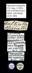 Tainaniella spinator•All Rights ReservedMuseum Label