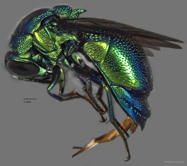 Chrysididae sp. "ZRCBDP0019716"•&copy; Maimon Hussin•All Rights Reserved