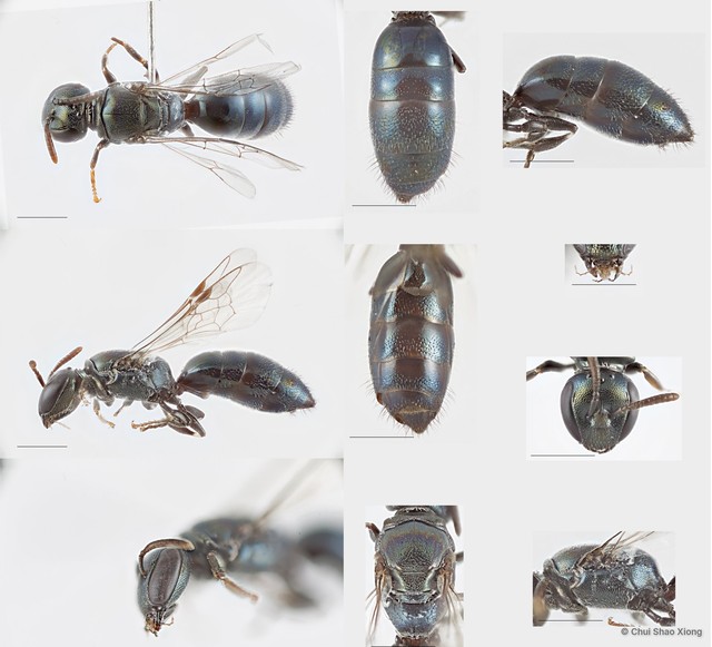 Hylaeus sp. "5 [blue metallic, from MIP]"•&copy; Chui Shao Xiong•All Rights Reserved