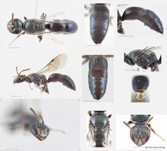 Hylaeus sp. "5 [blue metallic, from MIP]"•&copy; Chui Shao Xiong•All Rights Reserved