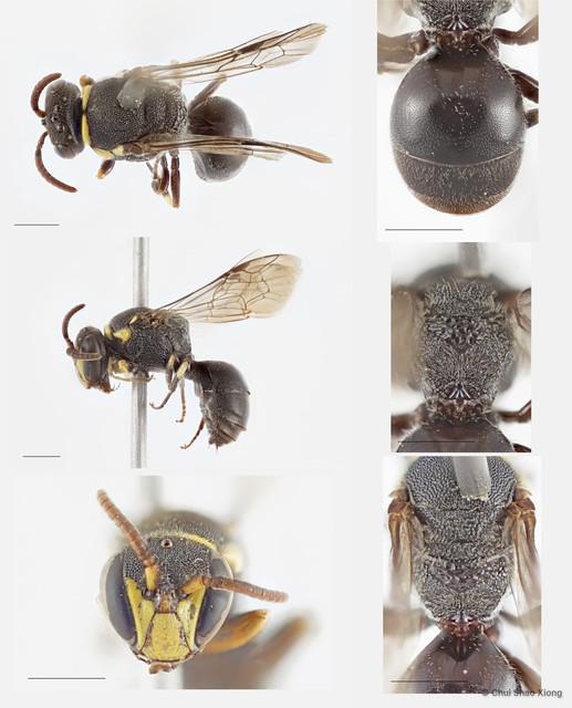 Hylaeus (Nesoprosopis) transversalis sp. "6"•&copy; Chui Shao Xiong•All Rights Reserved