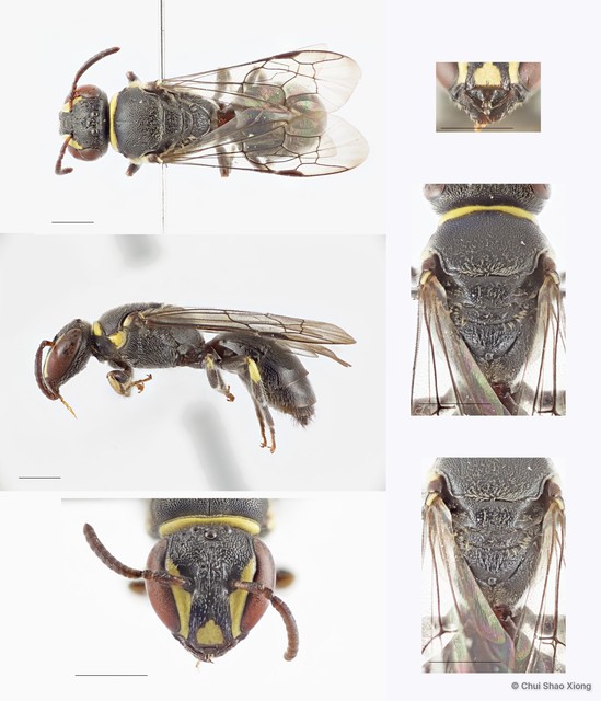 Hylaeus (Indialaeus) sp. "[large, pronotum with unbroken yellow]"•&copy; Chui Shao Xiong•All Rights Reserved