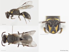 Hylaeus (Nesoprosopis) borneensis•&copy; Chui Shao Xiong•All Rights Reserved