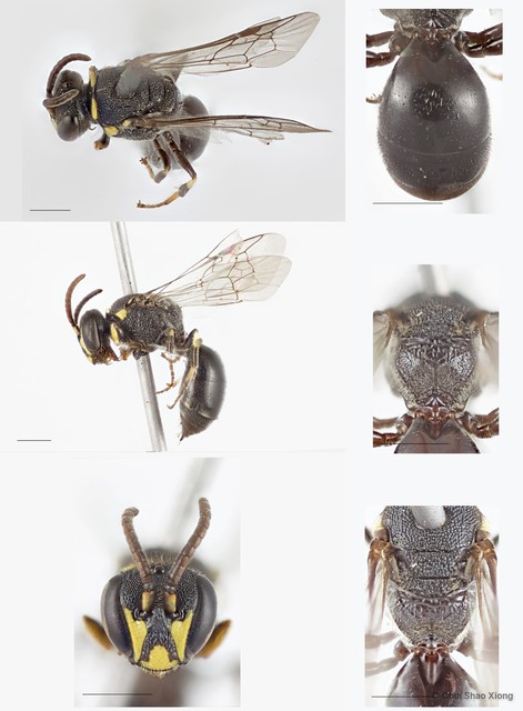 Hylaeus (Nesoprosopis) borneensis•&copy; Chui Shao Xiong•All Rights Reserved