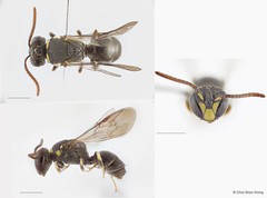 Hylaeus (Nesoprosopis) penangensis•&copy; Chui Shao Xiong•All Rights Reserved