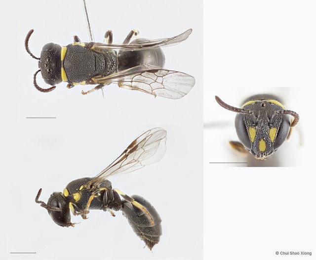 Hylaeus (Nesoprosopis) penangensis•&copy; Chui Shao Xiong•All Rights Reserved