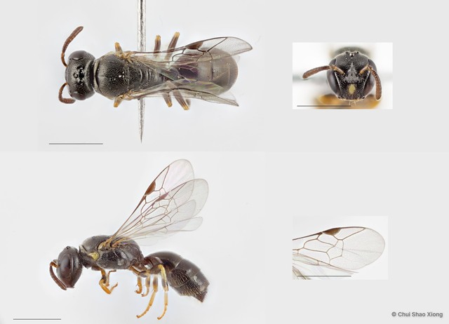 Hylaeus (Gephyrohylaeus) sandacanensis•&copy; Chui Shao Xiong•All Rights Reserved