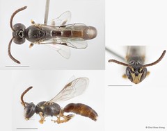 Hylaeus (Gephyrohylaeus) sandacanensis•&copy; Chui Shao Xiong•All Rights Reserved