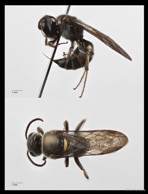 Argogorytes sp. "1"•&copy; Tan Kian Long•All Rights Reserved