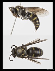 Bembecinus borneanus•&copy; Tan Kian Long•All Rights Reserved