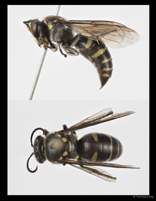 Bembecinus borneanus•&copy; Tan Kian Long•All Rights Reserved