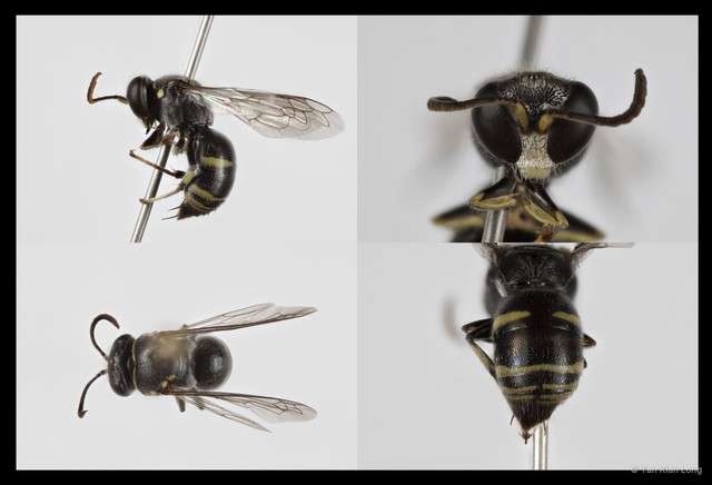 Bembecinus littoralis•&copy; Tan Kian Long•All Rights Reserved