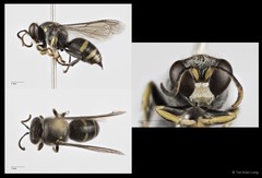 Bembecinus littoralis•&copy; Tan Kian Long•All Rights Reserved