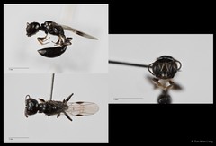 Carinostigmus sp. "cf. maior"•&copy; Tan Kian Long•All Rights Reserved