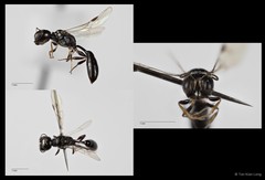 Carinostigmus sp. "cf. maior"•&copy; Tan Kian Long•All Rights Reserved
