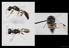 Carinostigmus sp. "cf. maior"•&copy; Tan Kian Long•All Rights Reserved