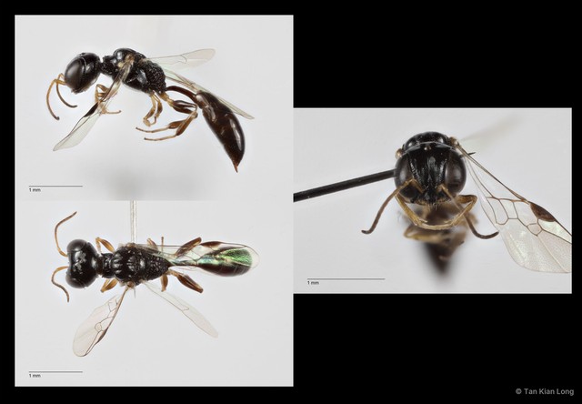 Carinostigmus sp. "cf. maior"•&copy; Tan Kian Long•All Rights Reserved
