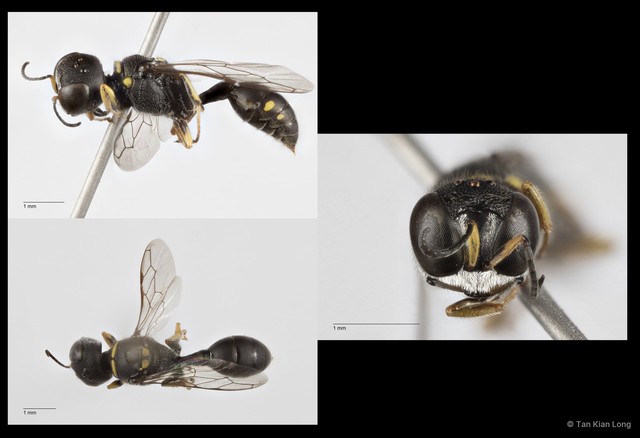 Dasyproctus sp. "9a5fa067"•&copy; Tan Kian Long•All Rights Reserved