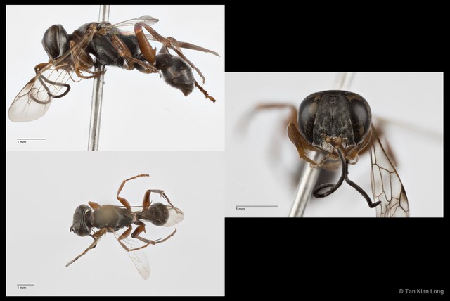 Dicranorhina ruficollis•&copy; Tan Kian Long•All Rights Reserved
