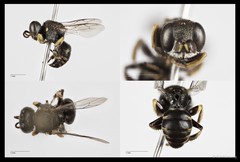 Oxybelus malaysianus•&copy; Tan Kian Long•All Rights Reserved