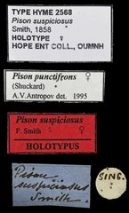 Pison punctifrons•All Rights ReservedMuseum Label