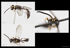 Psenulus carinifrons