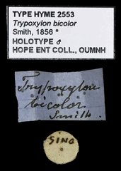 Trypoxylon (Trypoxylon) bicolor•All Rights ReservedMuseum Label