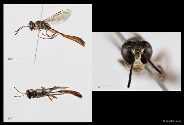 Trypoxylon varipilosum•&copy; Tan Kian Long•All Rights Reserved