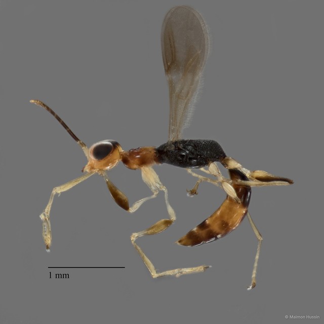 Dryinidae sp. "ZRCBDP0018726"•&copy; Maimon Hussin•All Rights Reserved