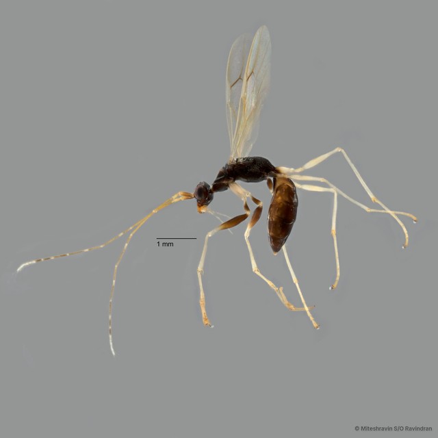 Dryinidae sp. "ZRCBDP0019862"•&copy; Miteshravin S/O Ravindran•All Rights Reserved