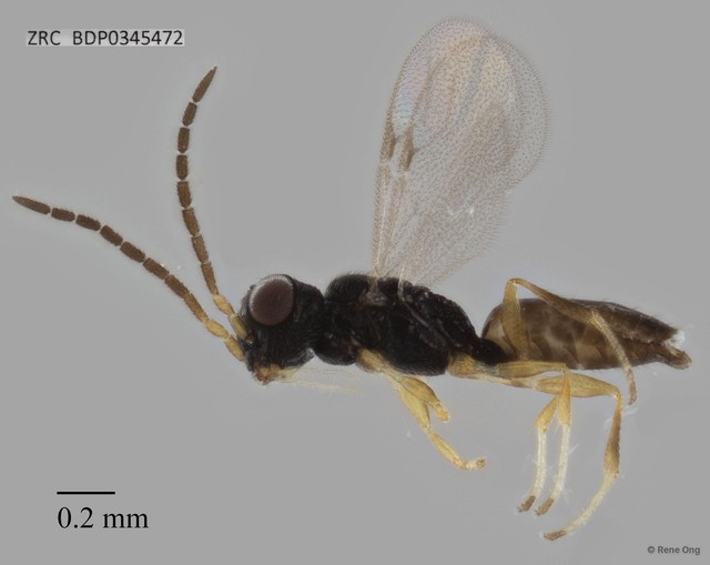 Dryinidae sp. "ZRCBDP0344906"•&copy; Rene Ong•All Rights Reserved