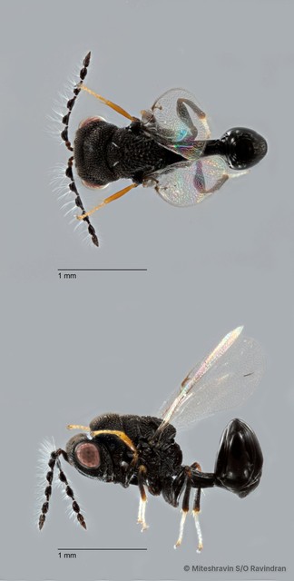 Eucharitidae sp. "ZRCBDP0018765"•&copy; Miteshravin S/O Ravindran•All Rights Reserved
