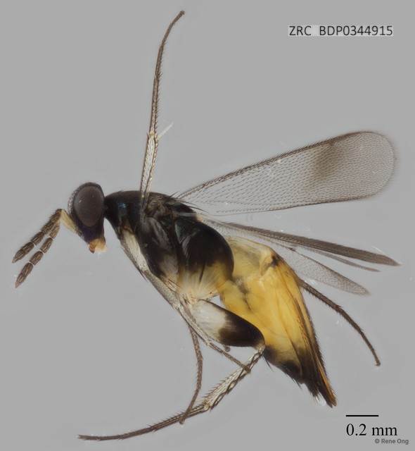 Elasmus sp. "ZRCBDP0344915"•&copy; Rene Ong•All Rights Reserved