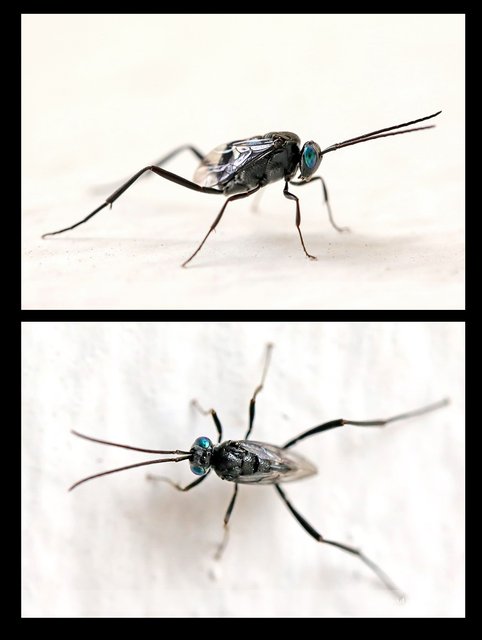 Evania appendigaster•&copy; David Wirawan•All Rights Reserved