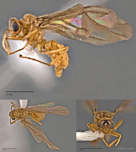 Acropyga acutiventris•&copy; Maimon Hussin•All Rights Reserved