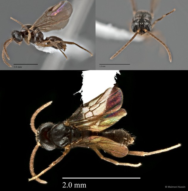 Anochetus sp. "cf. subcoecus"•&copy; Maimon Hussin•All Rights Reserved