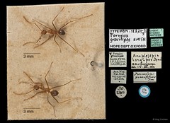 Anoplolepis gracilipes•&copy; Ang Yuchen•All Rights Reserved