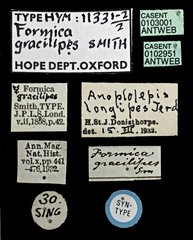 Anoplolepis gracilipes•All Rights ReservedMuseum Label