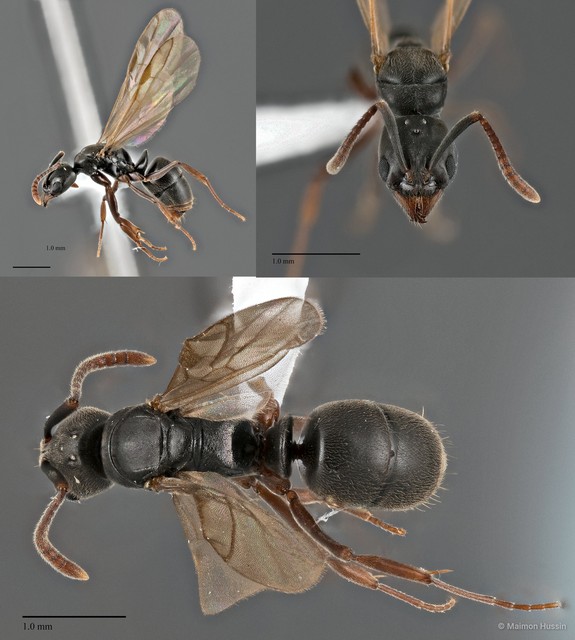 Brachyponera obscurans•&copy; Maimon Hussin•All Rights Reserved