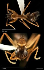 Camponotus (Tanaemyrmex) sp. "153_SKY"•&copy; Maimon Hussin•All Rights Reserved