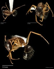Camponotus (Tanaemyrmex) sp. "153_SKY"•&copy; Maimon Hussin•All Rights Reserved