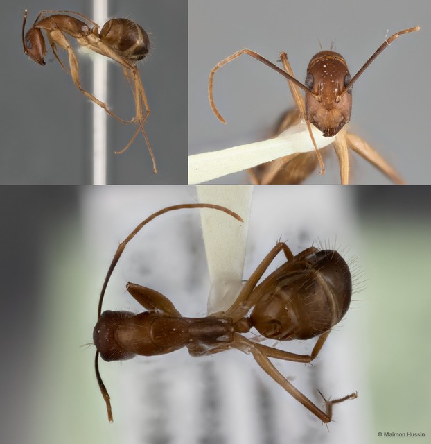 Camponotus (Tanaemyrmex) sp. "48_SKY"•&copy; Maimon Hussin•All Rights Reserved