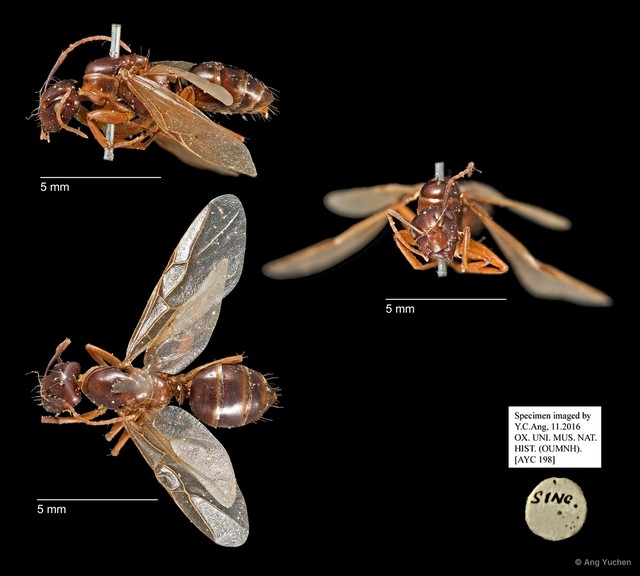 Camponotus sp. "AYC 198"•&copy; Ang Yuchen•All Rights Reserved