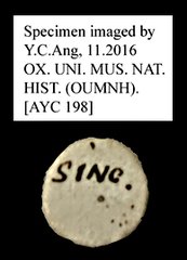 Camponotus sp. "AYC 198"•All Rights ReservedMuseum Label