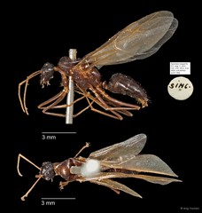 Camponotus sp. "AYC 200"•&copy; Ang Yuchen•All Rights Reserved